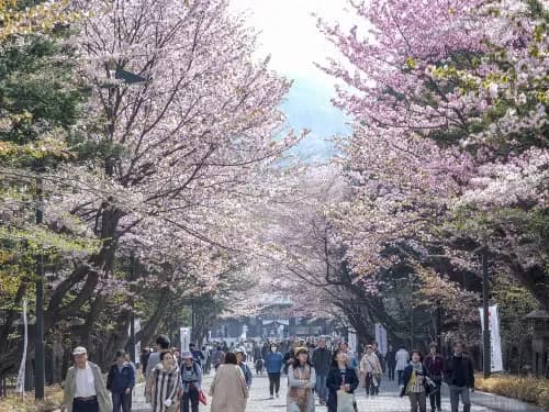 Sapporo Spring