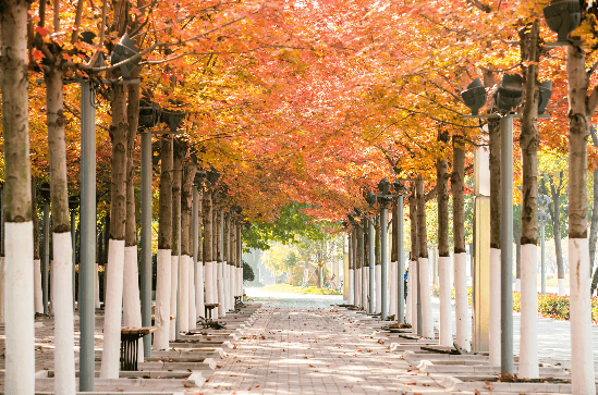 Changdeokgung Palace and Secret Garden