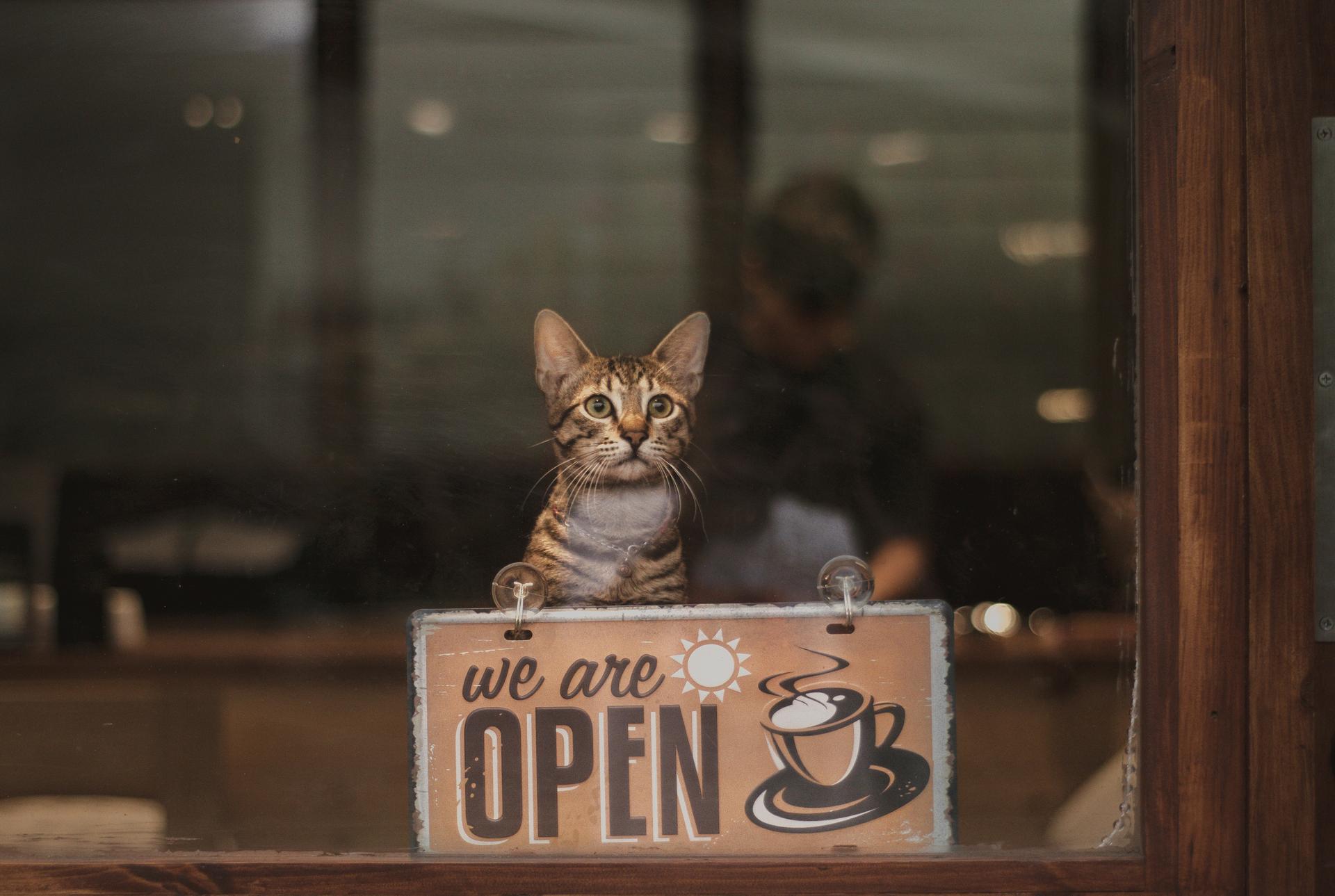 Best Cat Cafes in Singapore for Feline Lovers