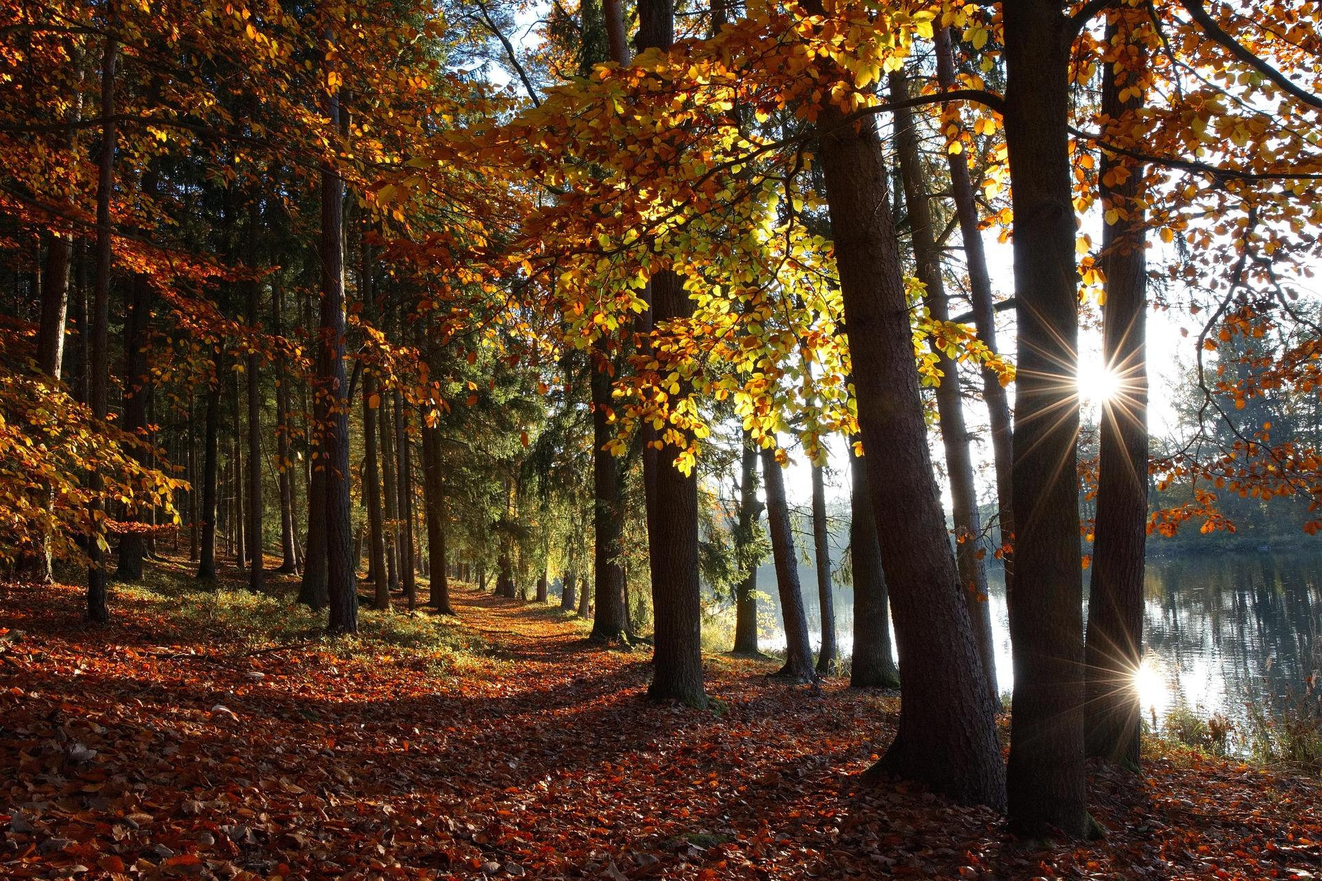 Seoul Forest Park Autumn Guide—Foliage, Deer, and Scenic Walks