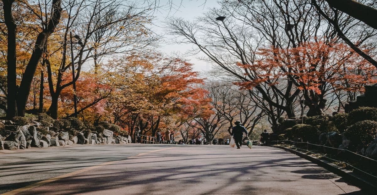 Best Places and Timing to See Autumn Foliage in Seoul