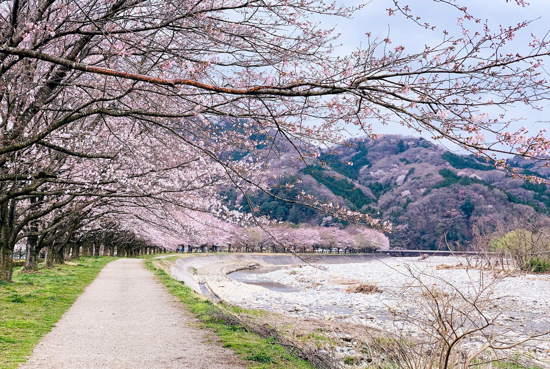 japan-cherry-blossom-forecast-in-2025