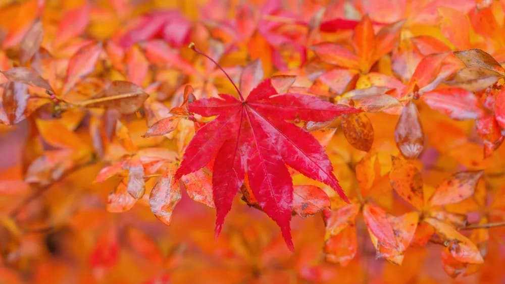 Autumn foliage