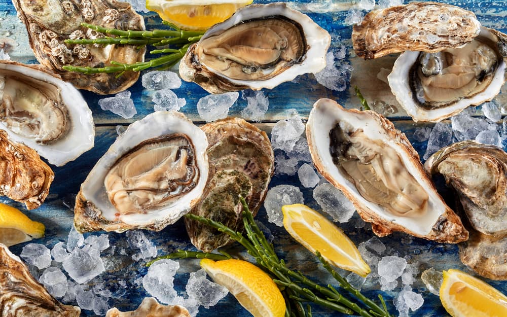 fresh opened marine oysters on ice for seafood buffet