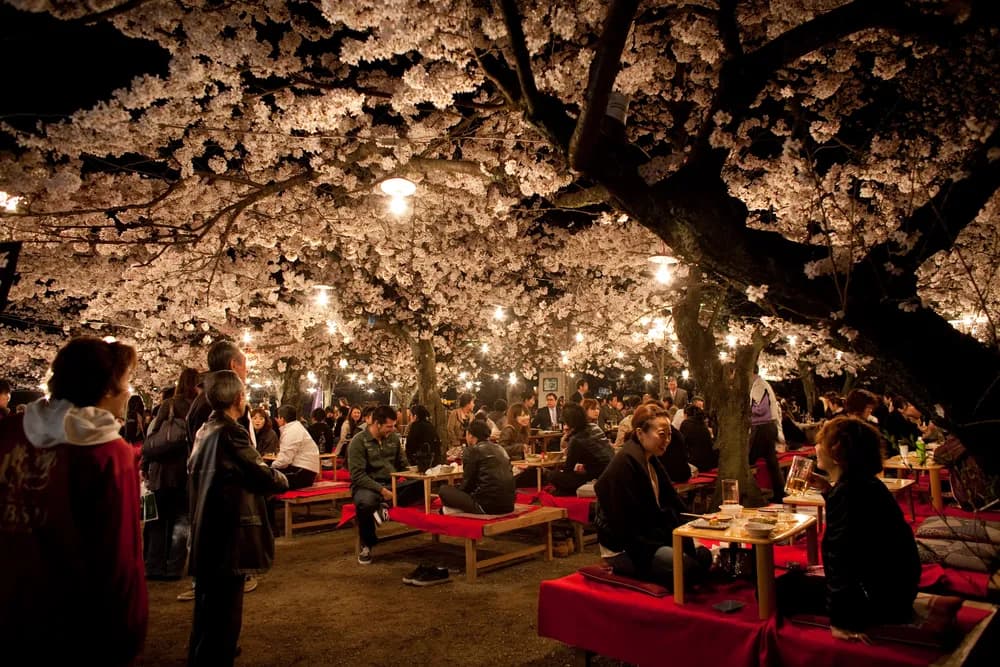 best-cherry-blossom-spot-in-kyoto