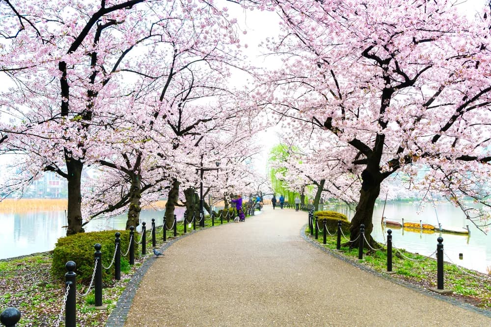 best-cherry-blossom-spot-in-tokyo