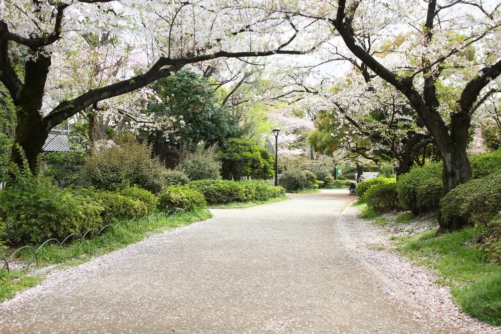 cherry-blossom-in-japan