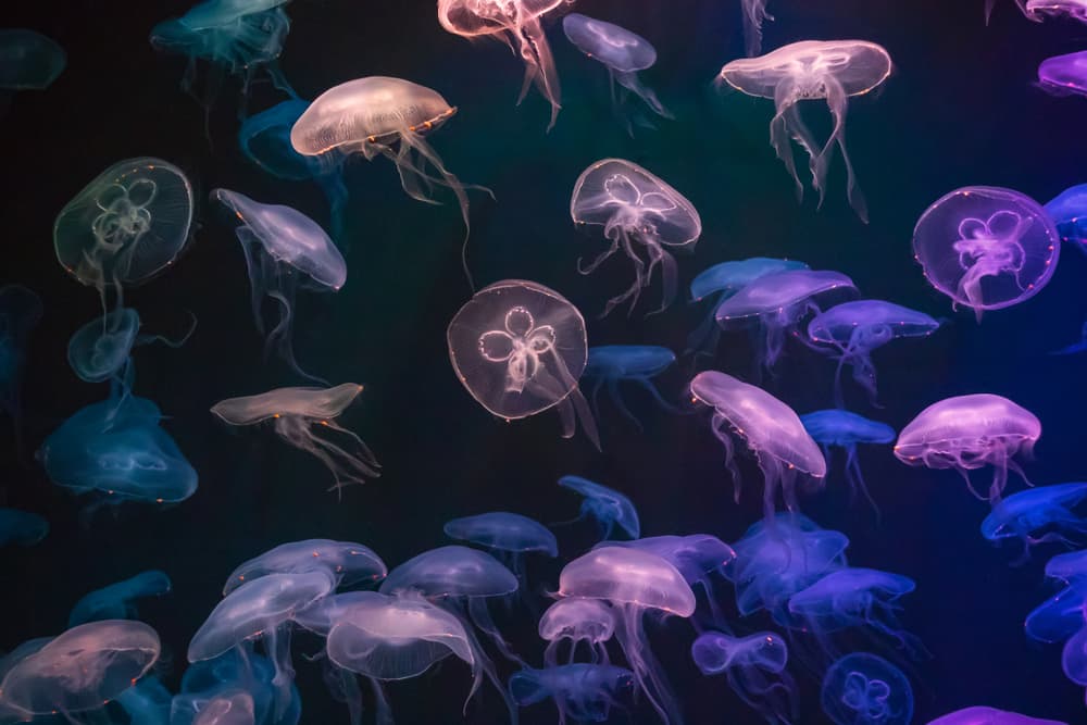Jellyfish with neon glow light effect in Singapore Oceanarium in Sentosa, Singapore