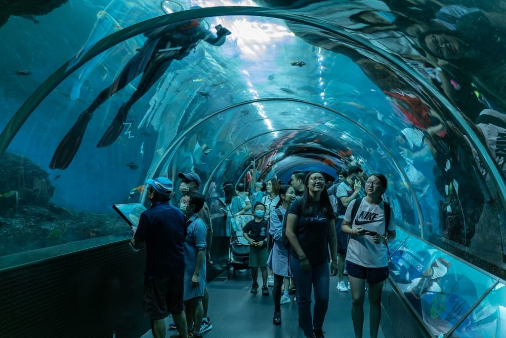 Tourists and Visitors Immersed in Wonder as They Discover the Enchanting Marine Life at the Singapore Oceanarium