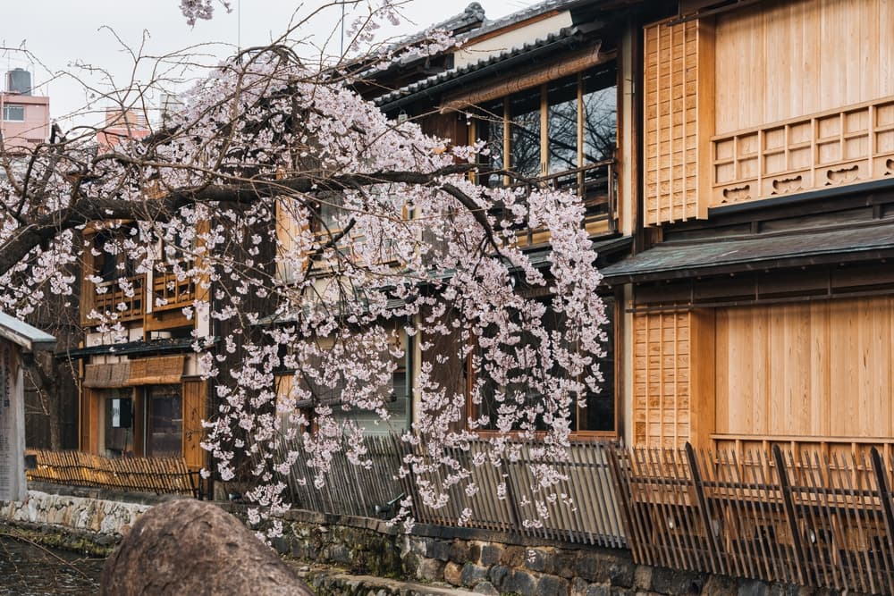 Japanese traditional wooden houses line the peaceful along Shirakawa canal with cherry blossom in Shinbashi dori, Kyoto, Japan