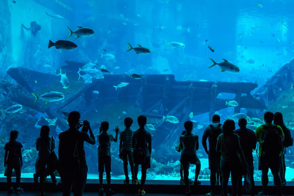 people watch fish at the Singapore Oceanarium