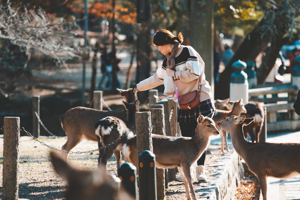 a herd of wild Sika deer in Nara Park kyoto japan