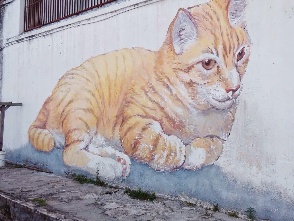 giant-cat-skippy