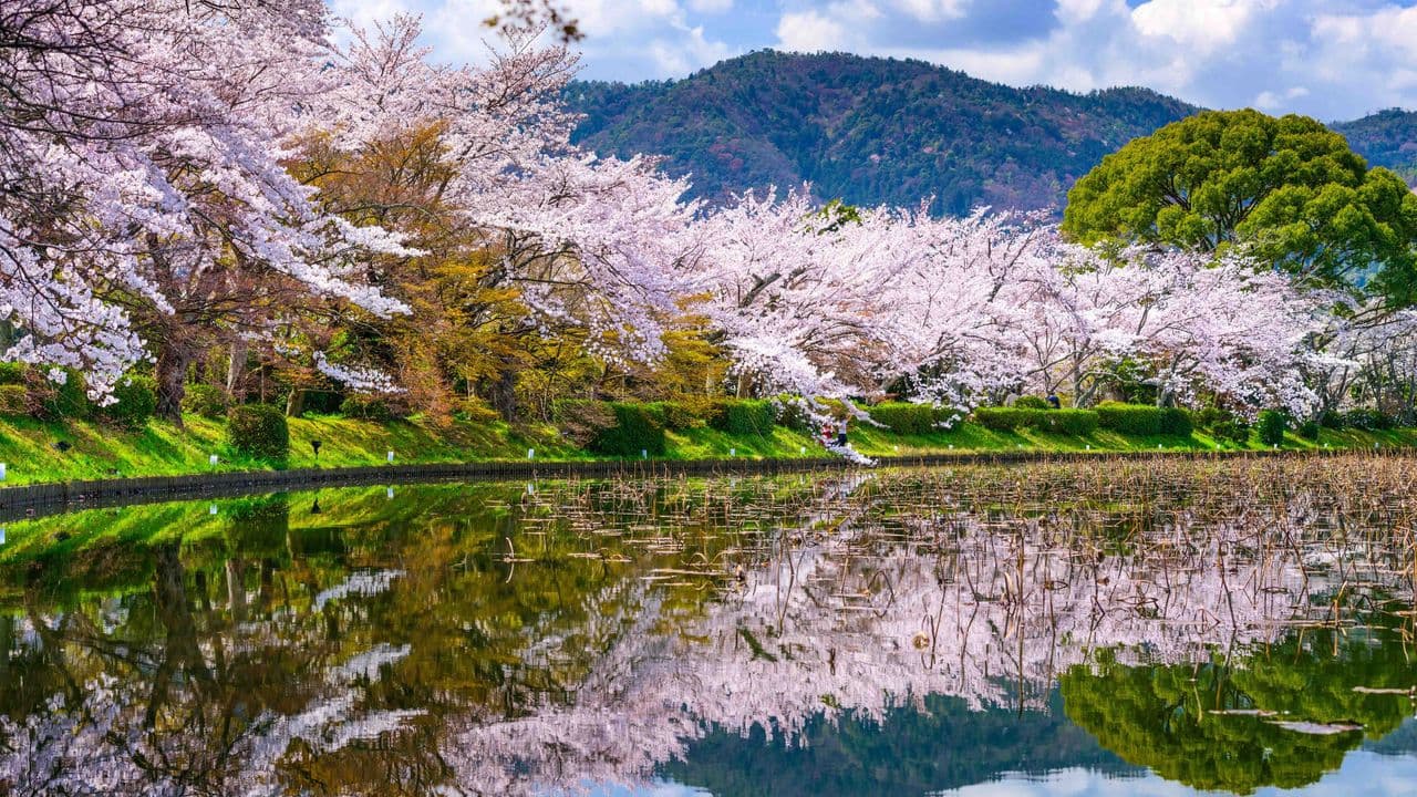 5 Practical Tips to Maximize Your Cherry Blossom Trip