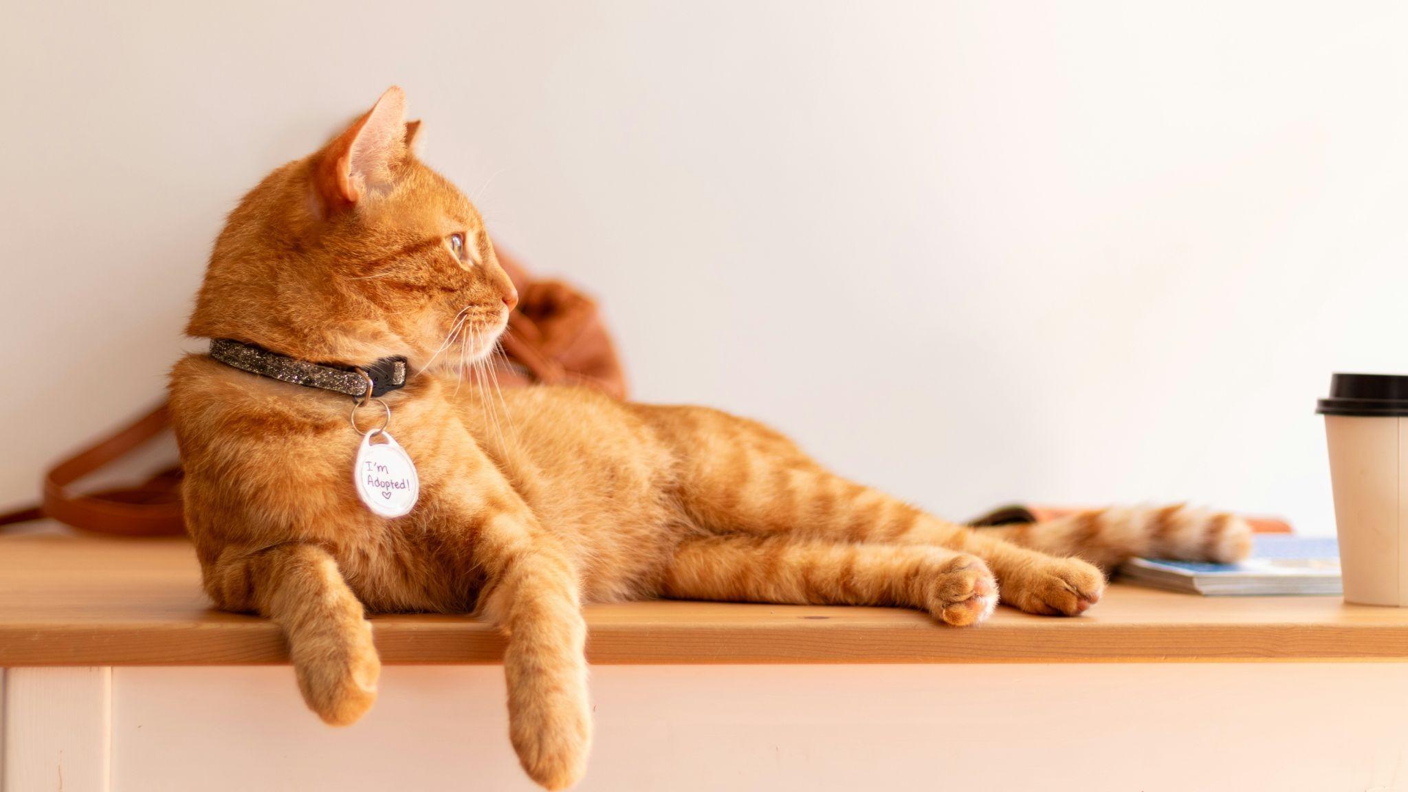 Best Cat Cafes in Singapore for Feline Lovers
