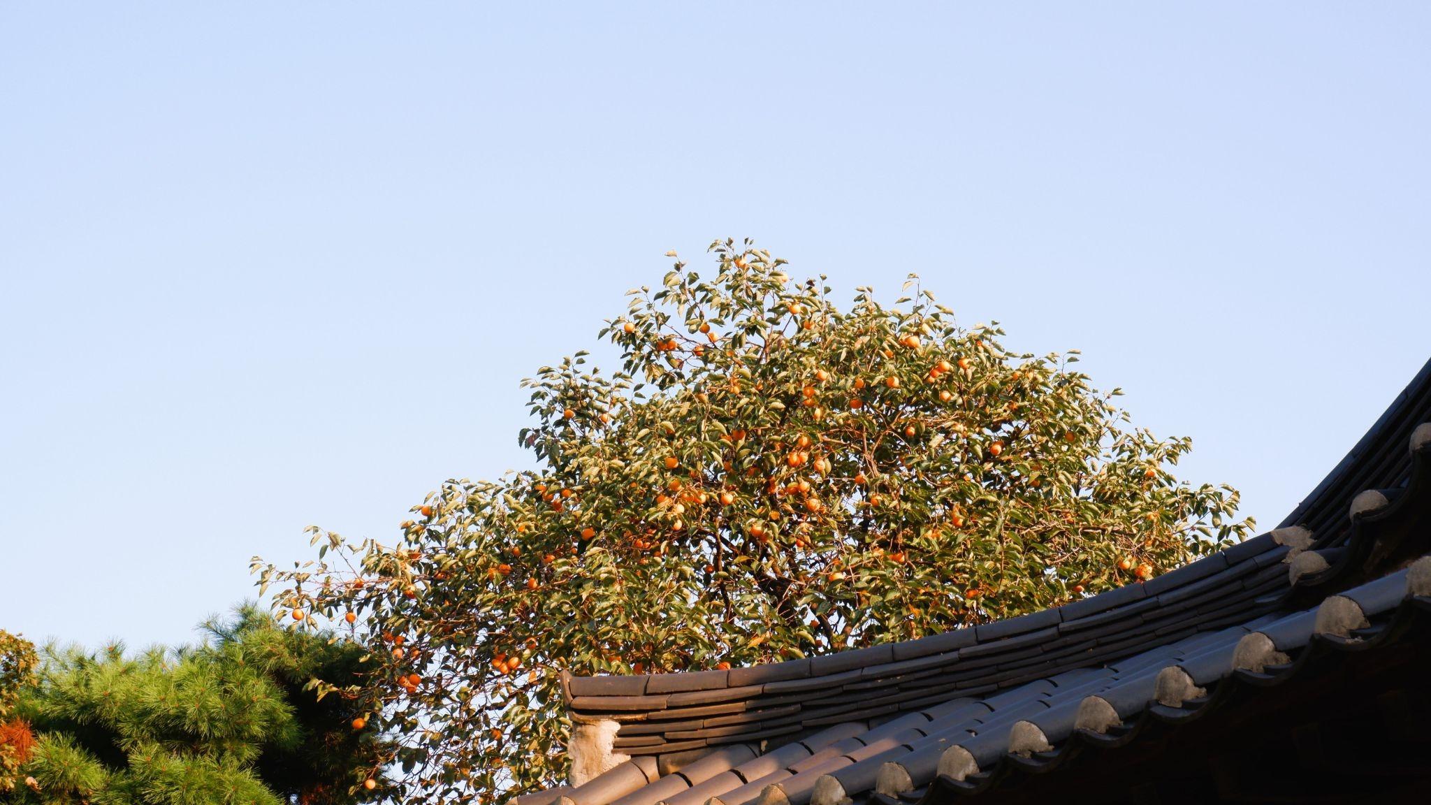 Top Places to Visit During Autumn in Korea