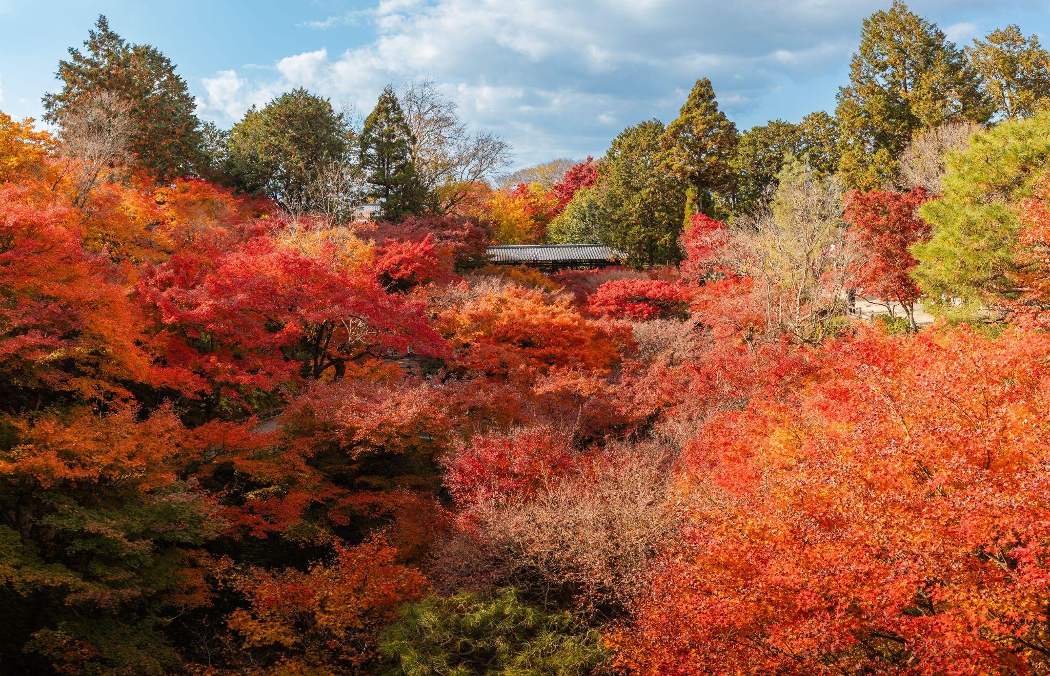Best Kyoto Autumn Temple Guide—Where to See Stunning Red Leaves