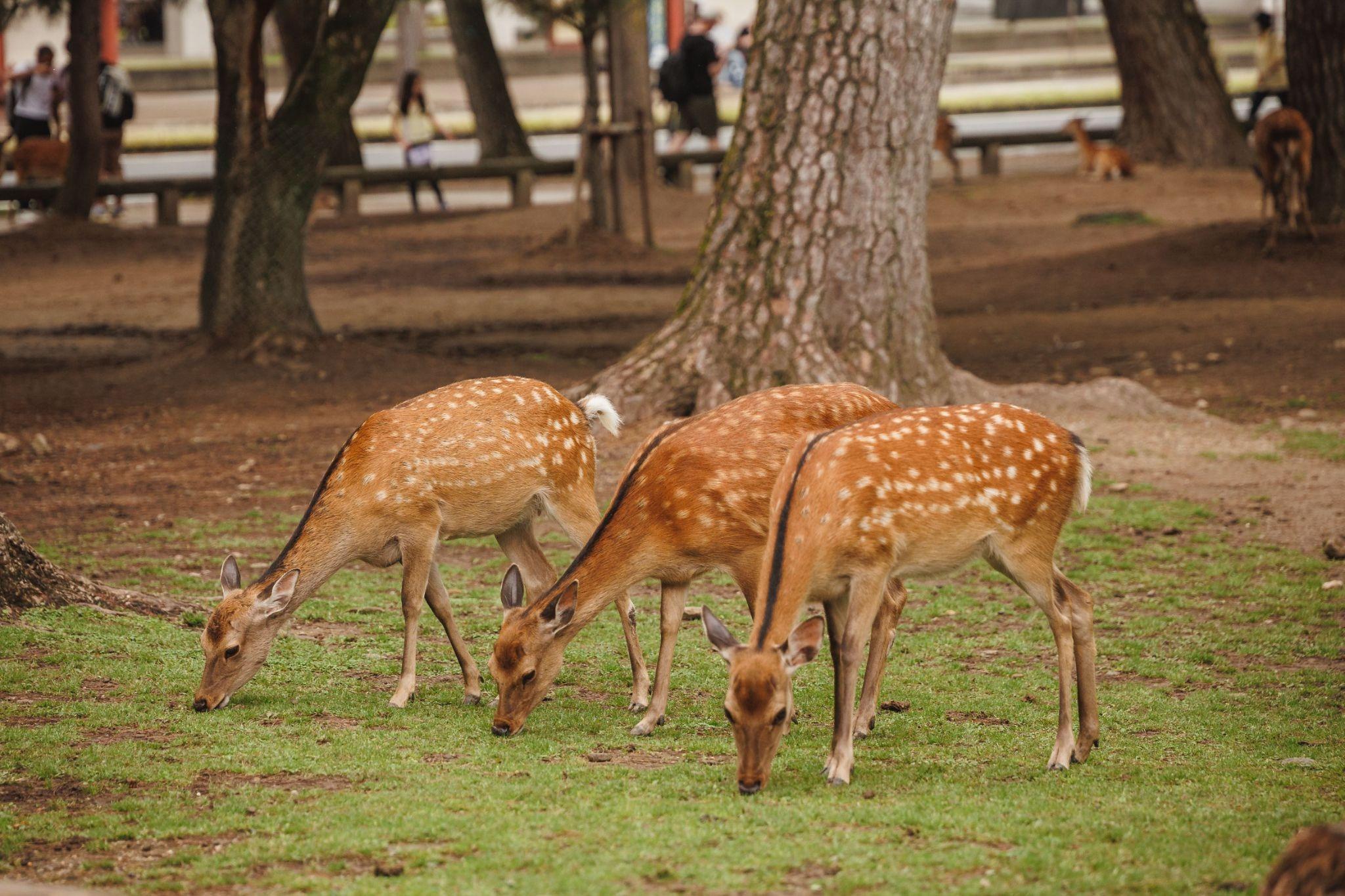Best Day Trips From Osaka: Kyoto, Nara & Kansai Guide