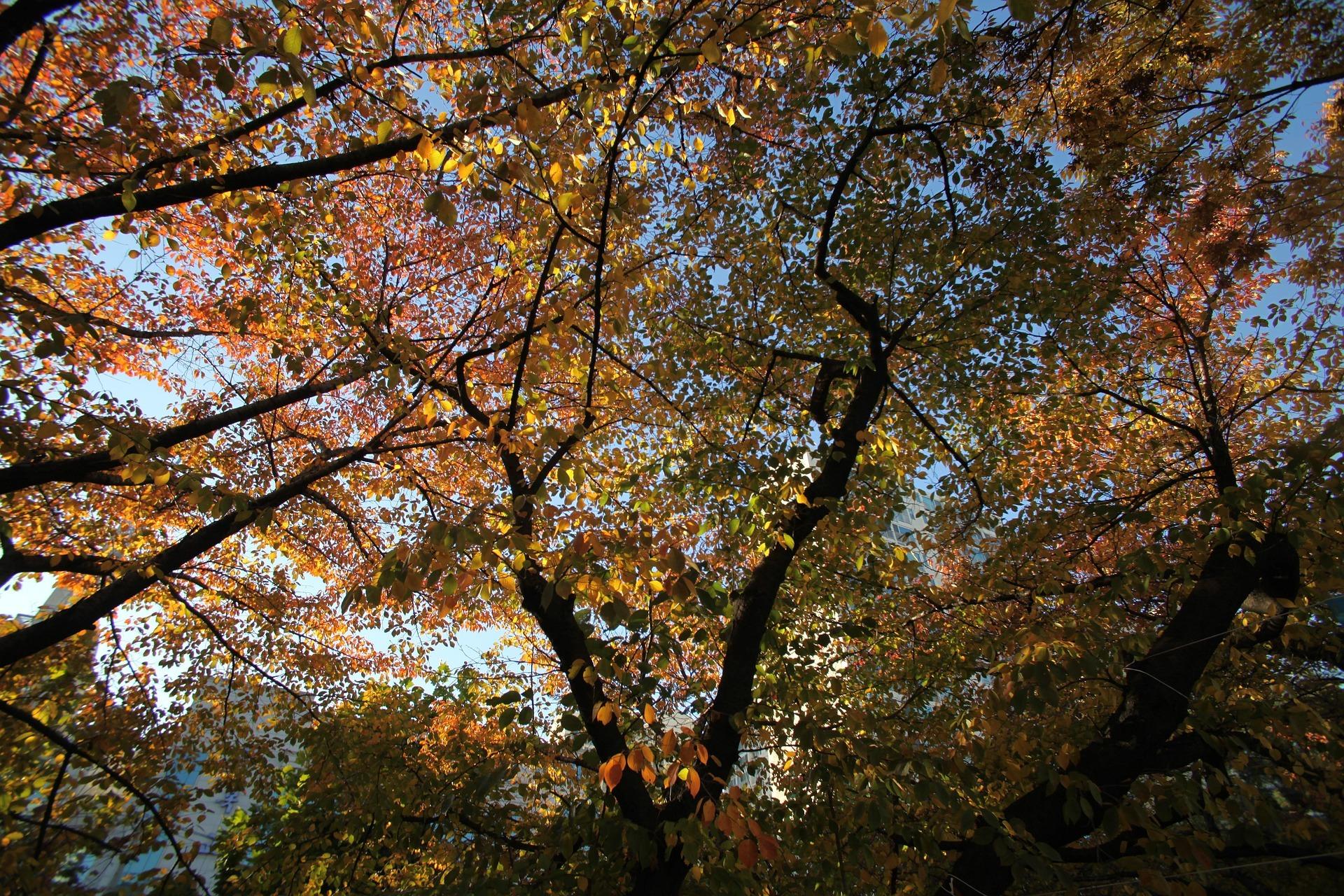 Seoul Forest Park Autumn Guide—Foliage, Deer, and Scenic Walks