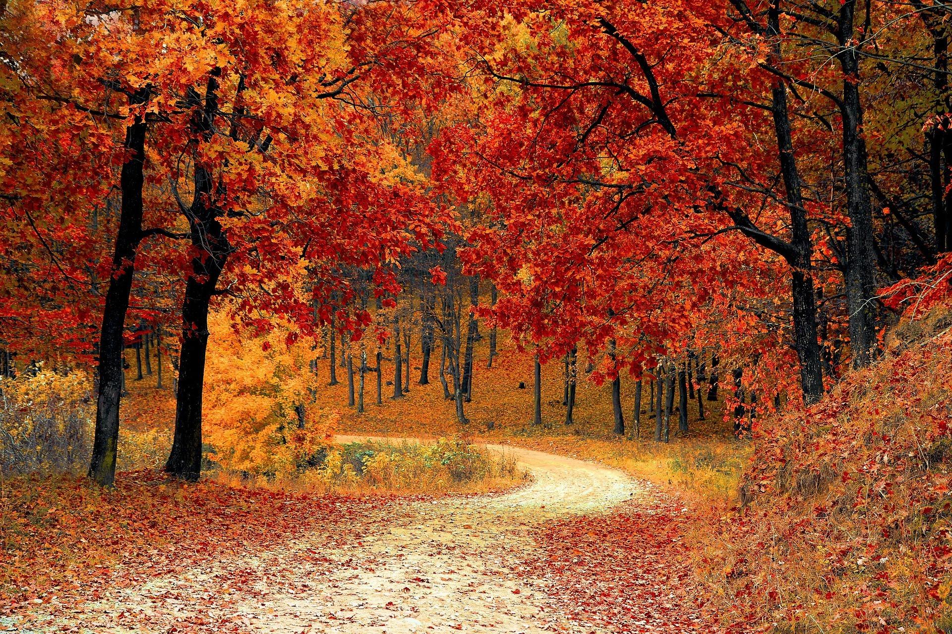 Seoul Forest Park Autumn Guide—Foliage, Deer, and Scenic Walks