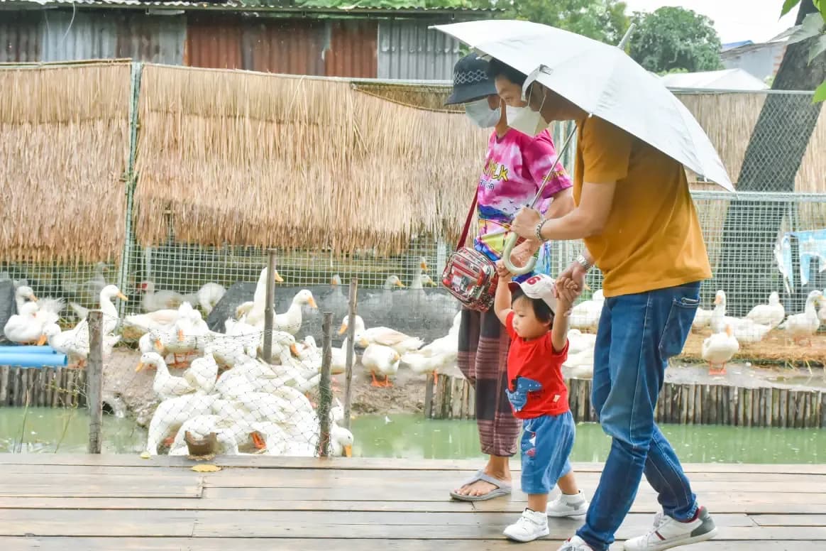 the-boy-feeds-the-ducks-child-on-a-duck-farm