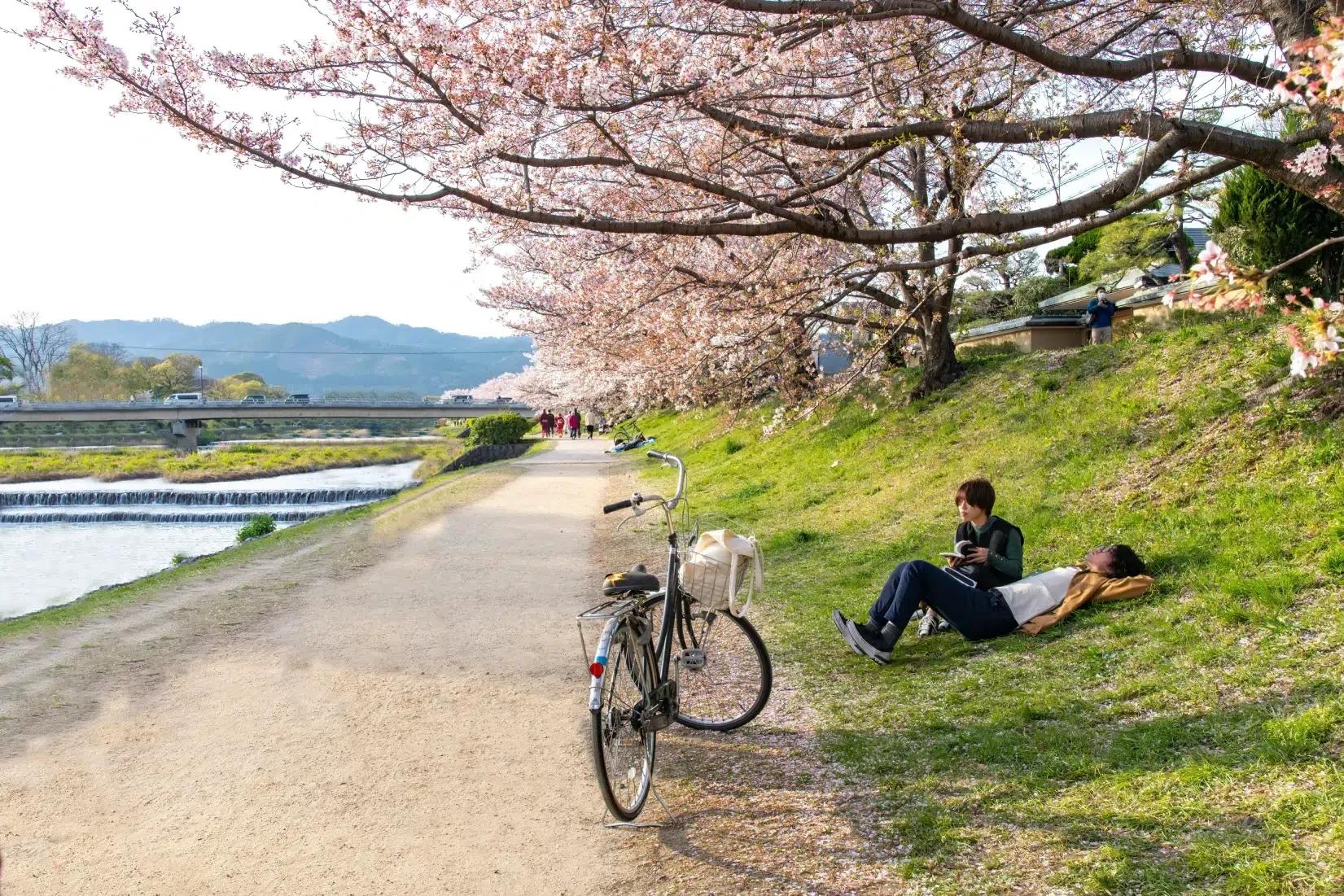 cherry blossom trees in Kyoto