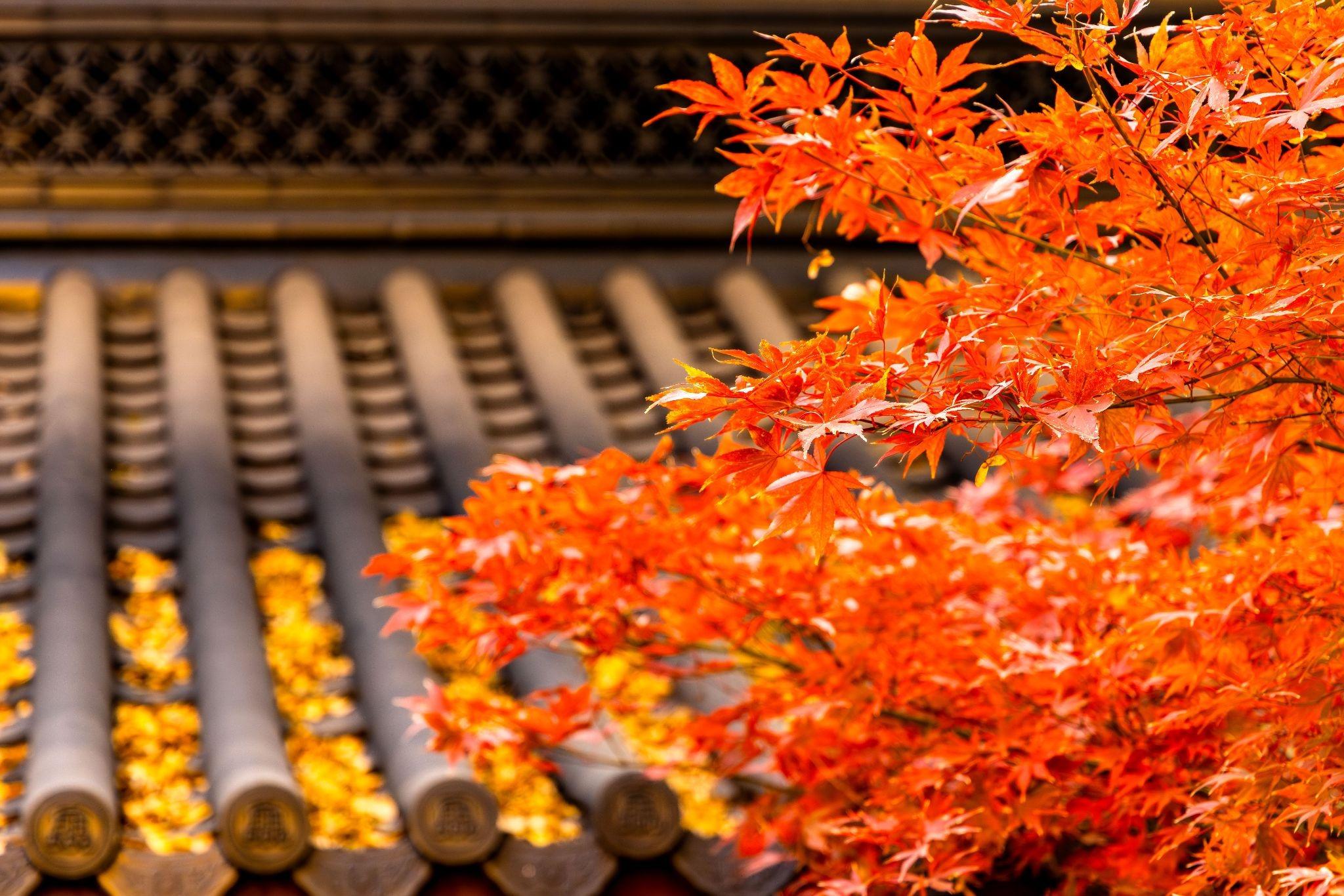 Japan Autumn Itinerary 7 Days: Nagoya, Kyoto, and Osaka