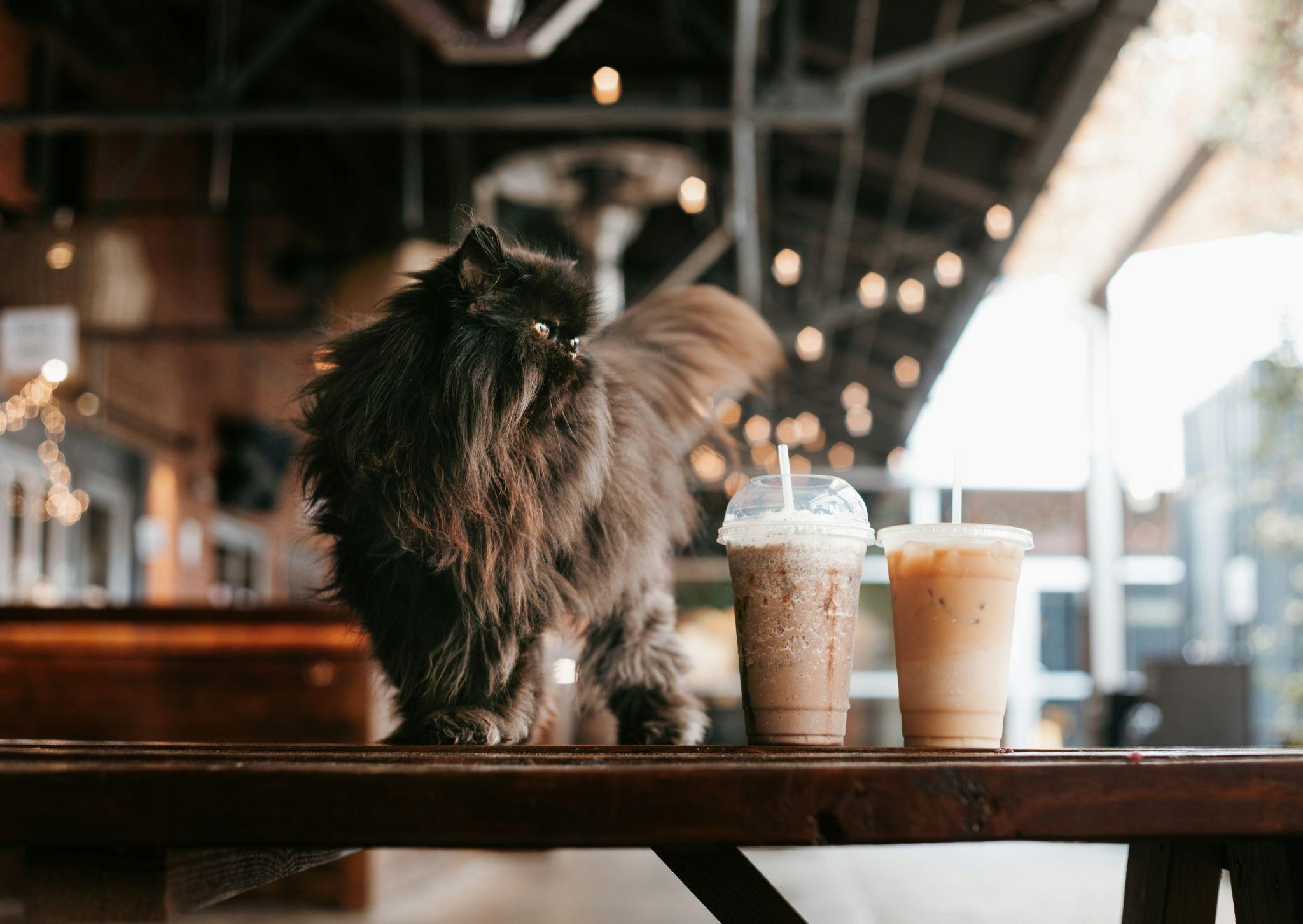 Best Cat Cafes in Singapore for Feline Lovers