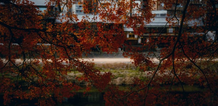 #TrevorDiscover Hvad man kan lave langs Kamo-floden i Kyoto om efteråret