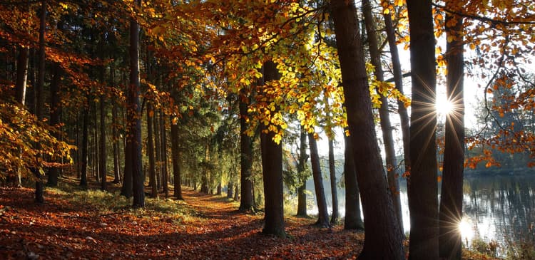Foliage, Deer, and Scenic Walks at Seoul Forest Park in Autumn