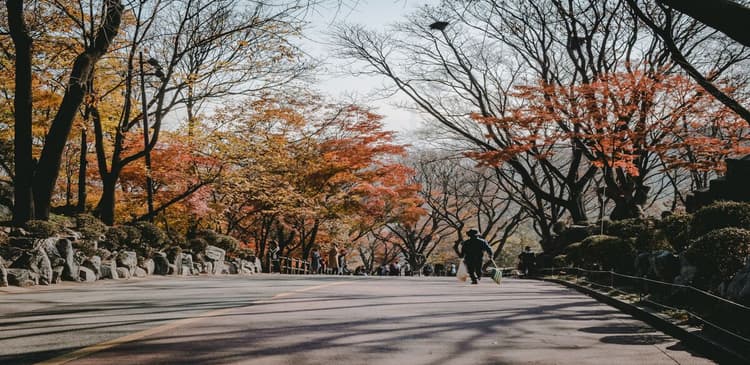 Best Places and Timing to See Autumn Foliage in Seoul