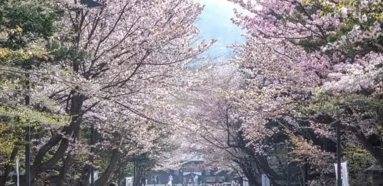 Πρόγνωση για το Cherry Blossom 2026: Τα καλύτερα σημεία θέασης σε όλη την Ιαπωνία και πού να μείνετε κοντά