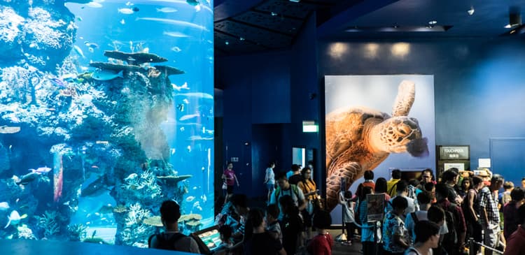 Singapore Oceanarium Zones, Tickets, Opening Hours and Visitor Tips