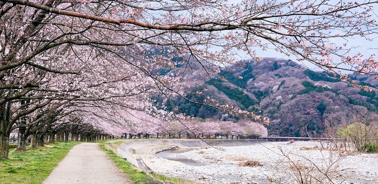 Körsbärsblomsprognos Japan 2025: Den perfekta tiden att besöka Japan med Travelodge Hotels Asia